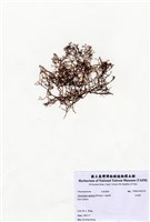 藏品(毛孢藻)的圖片